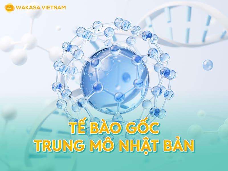 Tế bào gốc trung mô 800x600